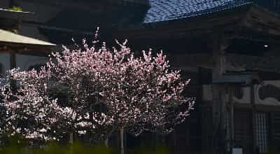 公式 関山 中尊寺 岩手県平泉 天台宗東北大本山